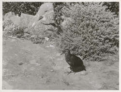 Image of Weka