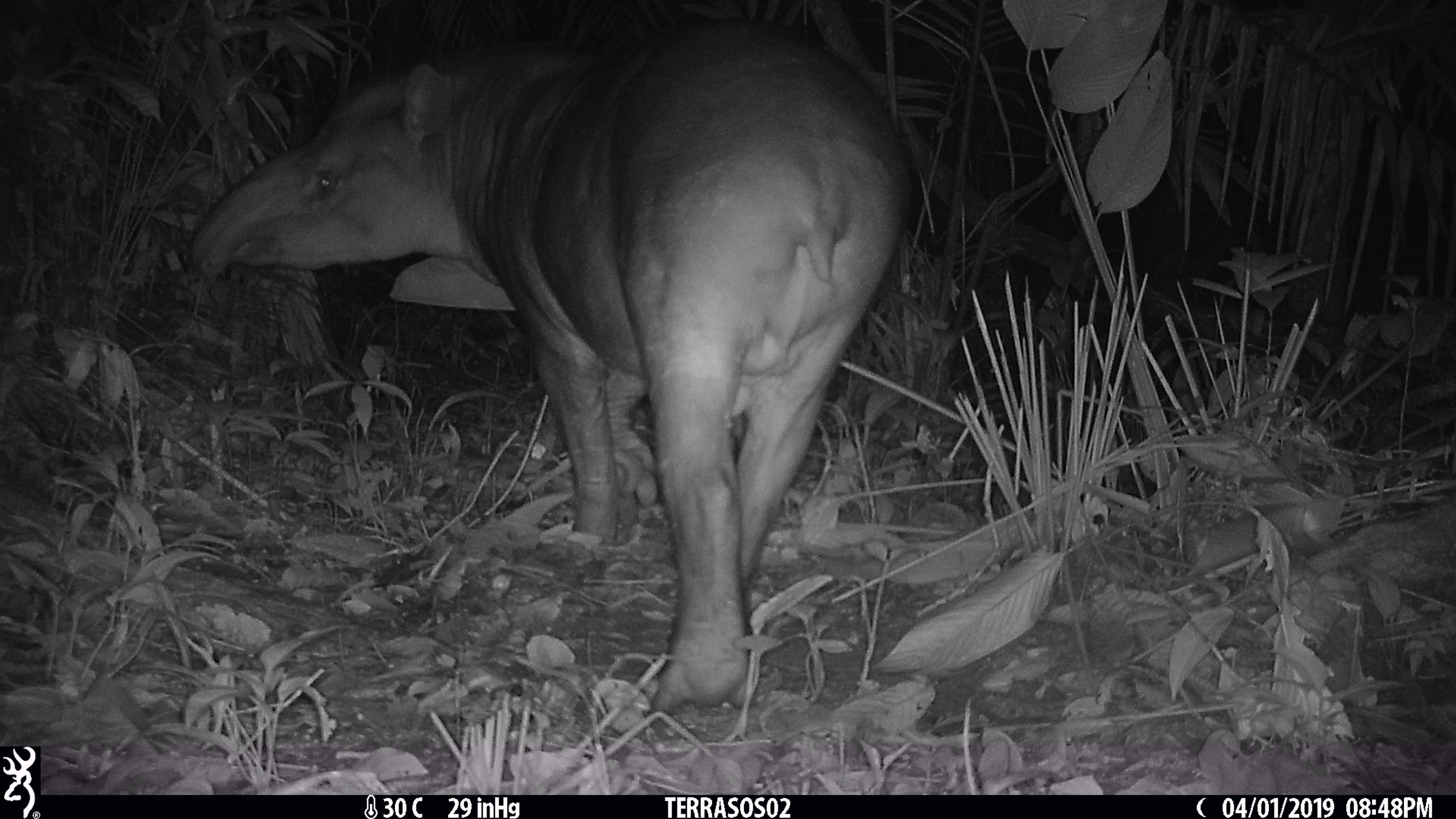 Image of Brazilian Tapir