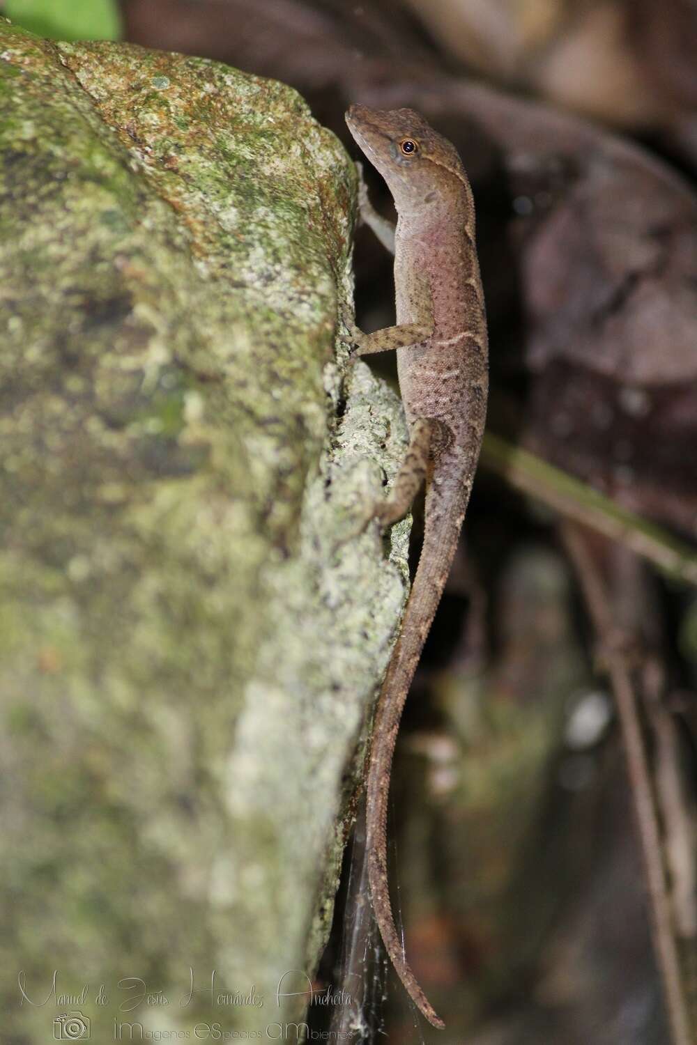 Image of Lesser Scaly Anole