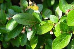 Image of Peking cotoneaster