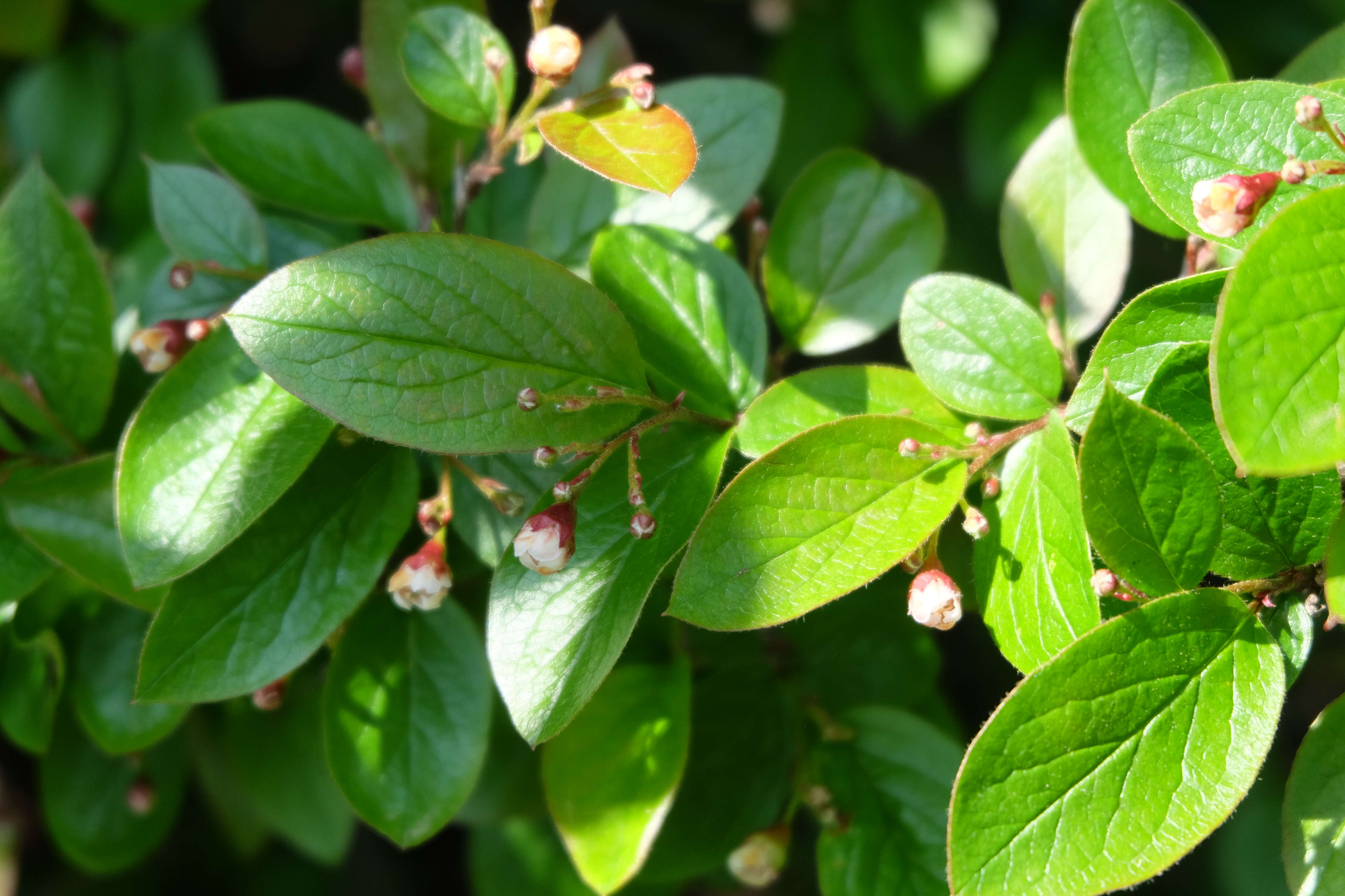 Cotoneaster acutifolius Turcz. resmi