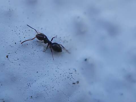 Image of Odorous House Ant