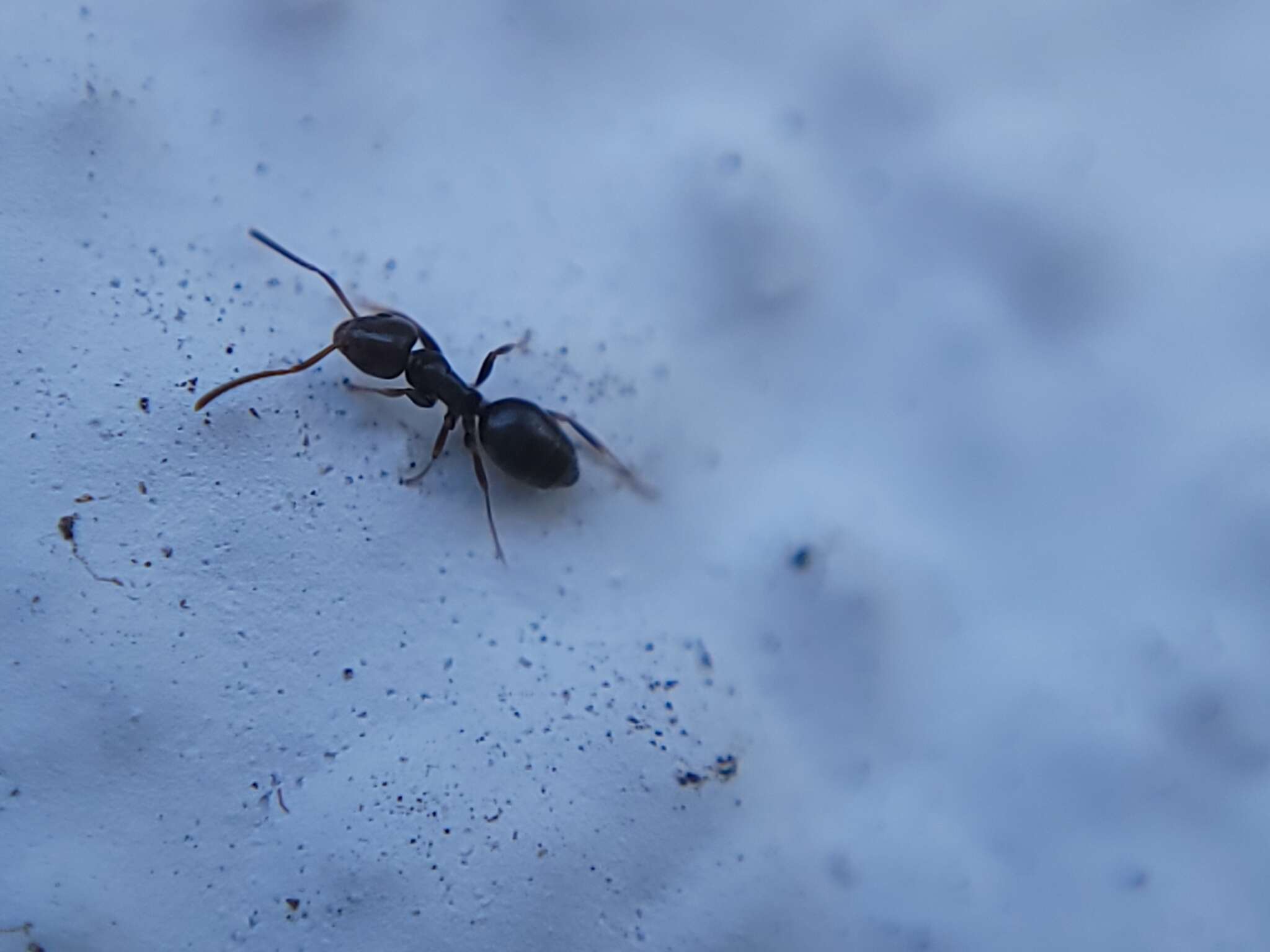 Image of Odorous House Ant