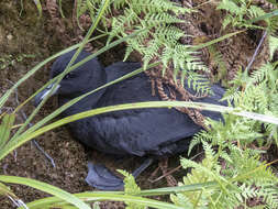 Image of Westland Black Petrel
