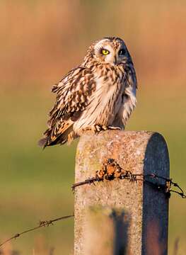 Image de Hibou des marais