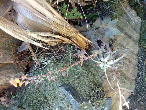 Image of echeveria