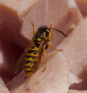 Image of Common wasp