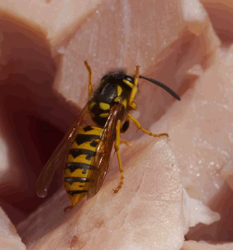 Image of Common wasp