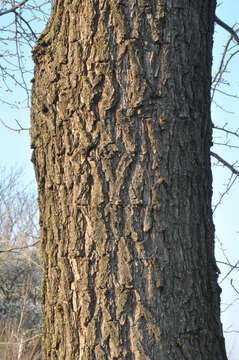 Plancia ëd Pyrus salicifolia Pall.