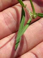 Image of Grass-leaved orache