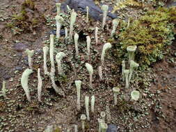 Image of cup lichen