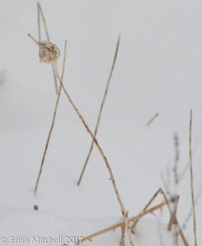 Image of <i>Eurosta solidaginis</i> (Fitch 1855)