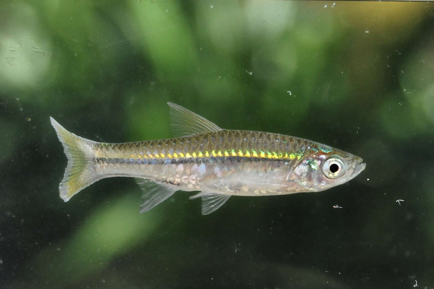 Image of Silver rasbora