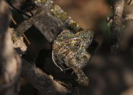 Image of Arabian Chameleon