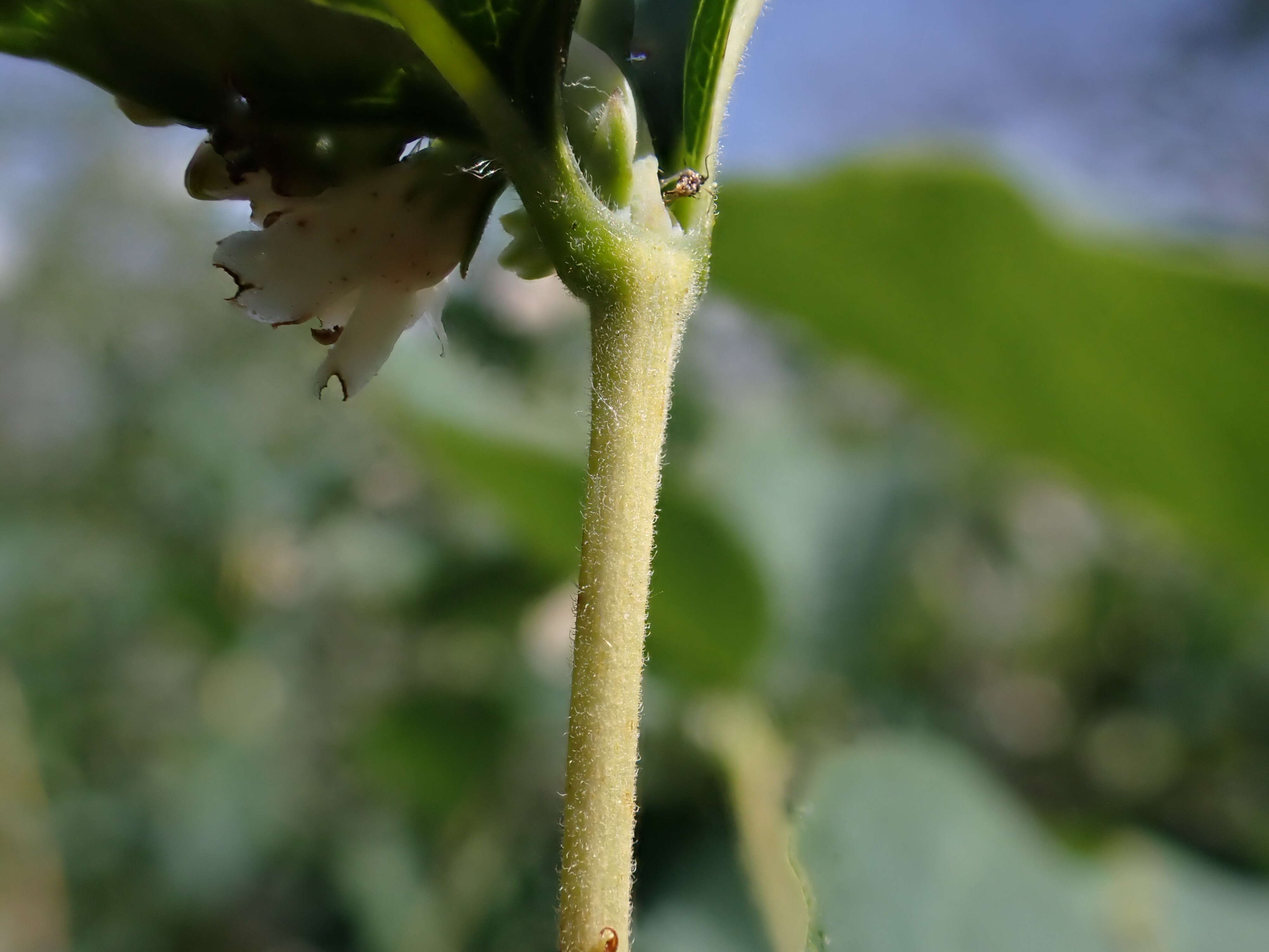 Image of western snowberry