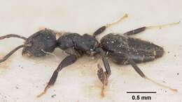 Image of Ant