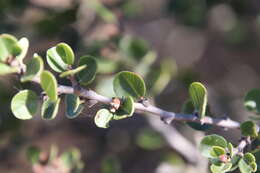 Image of barranca brush