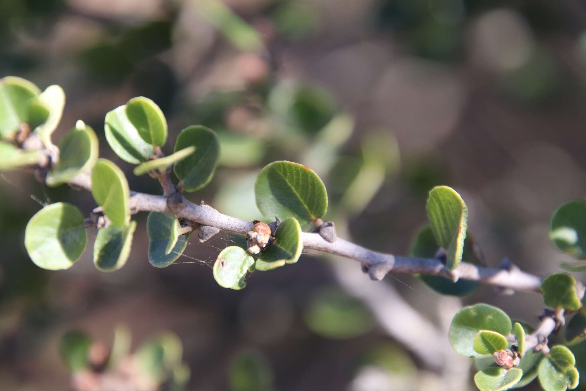 Image of barranca brush