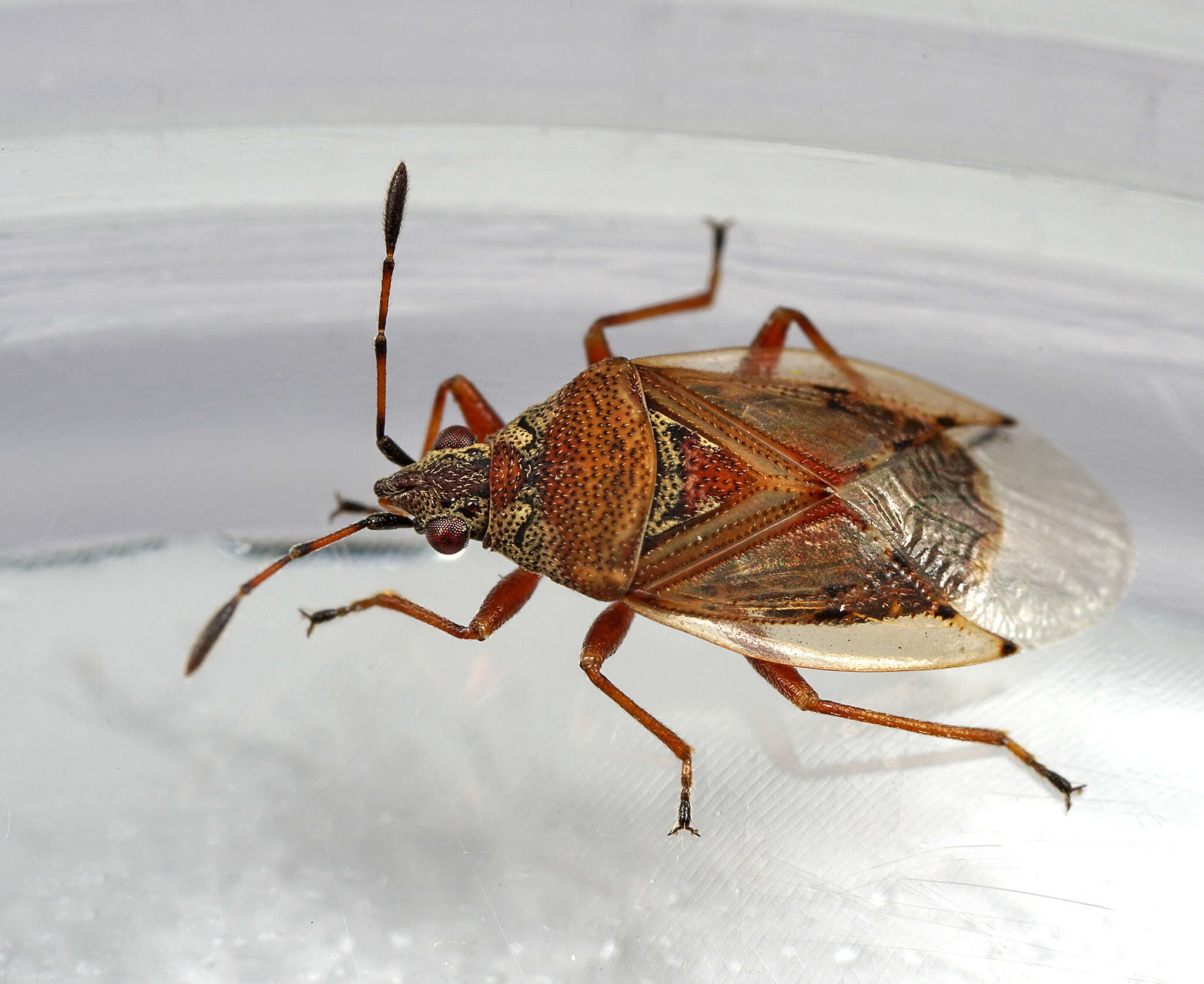 Image of Birch Catkin Bug