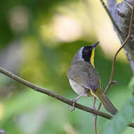 Geothlypis trichas (Linnaeus 1766) resmi