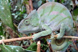 Image of Parson's Chameleon