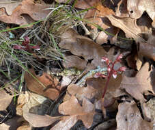 Image of Spring coralroot