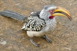 Image of Southern Yellow-billed Hornbill