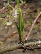 Imagem de Lonicera fragrantissima Lindl. & Paxt.