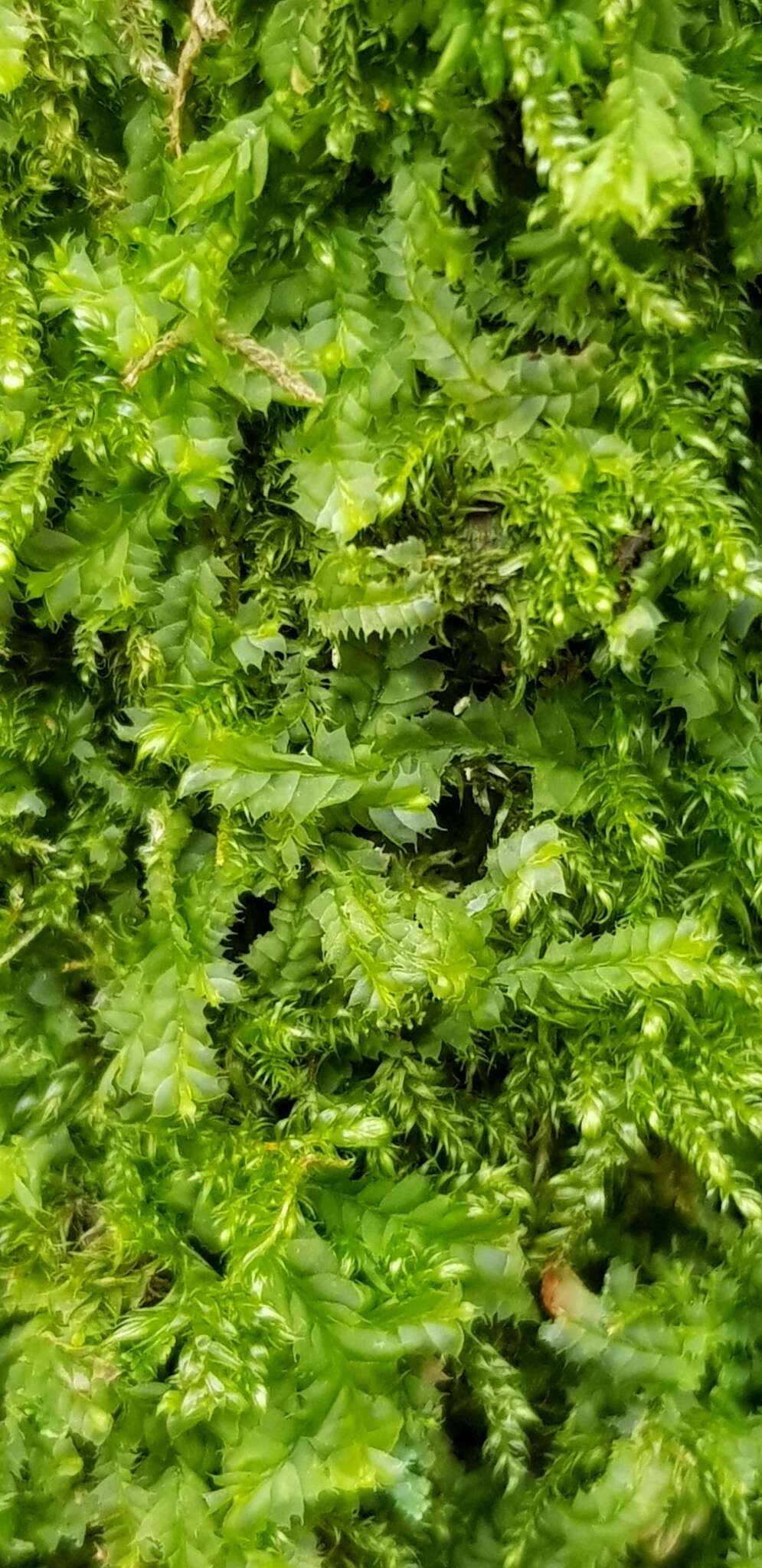 Image of Bifid Crestwort