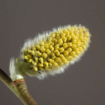 Image of goat willow