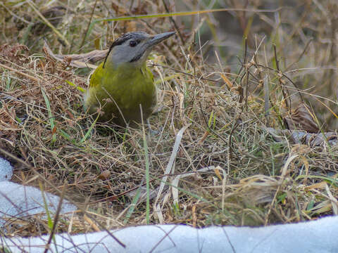 Image of Grey-faced Woodpecker