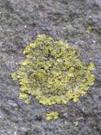 Image of lemon lichen