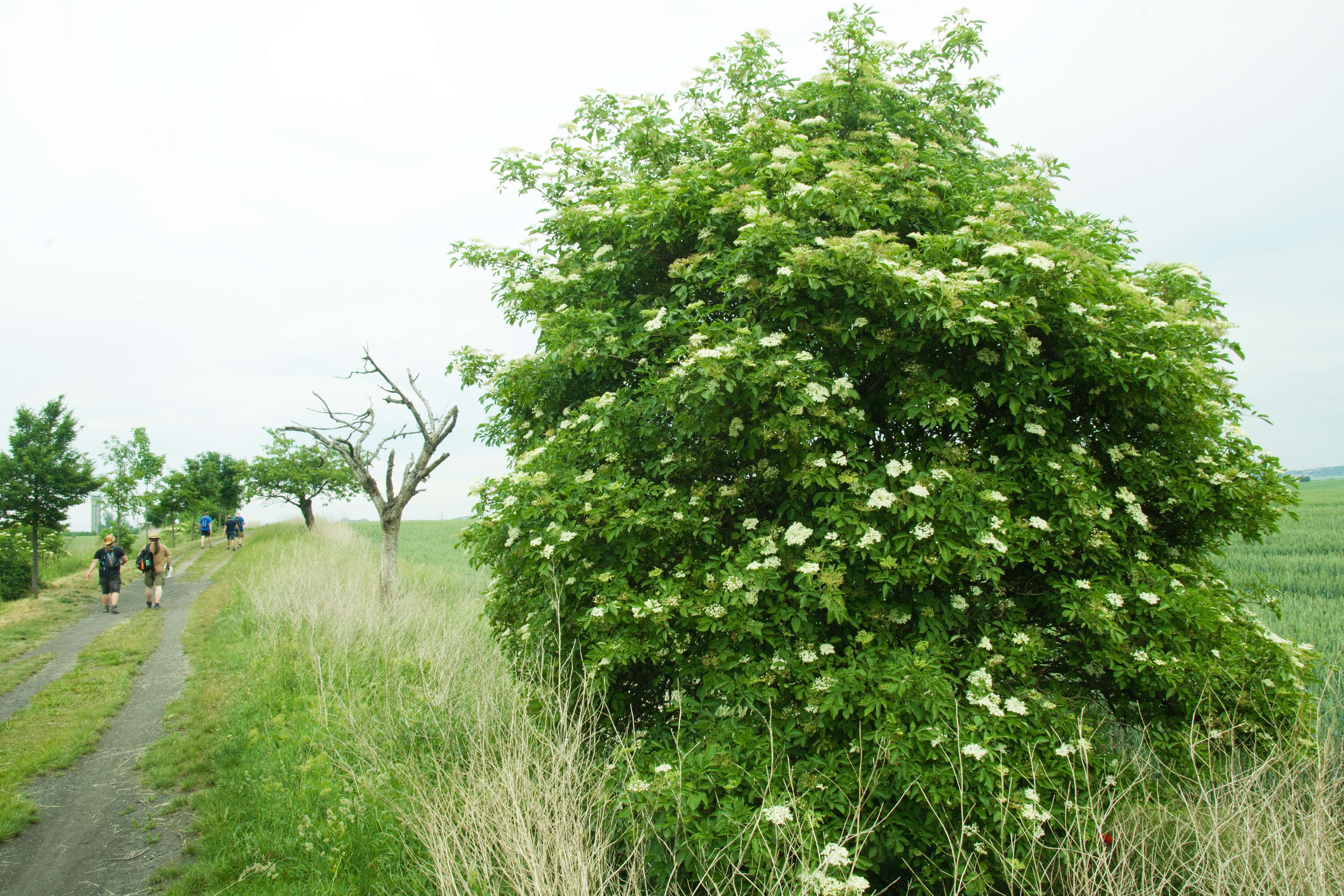 Imagem de Sambucus nigra L.