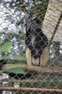 Image of Delacour's Langur