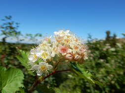 Plancia ëd Physocarpus malvaceus (Greene) Kuntze