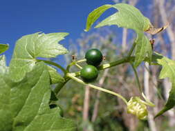 Image of white bryony