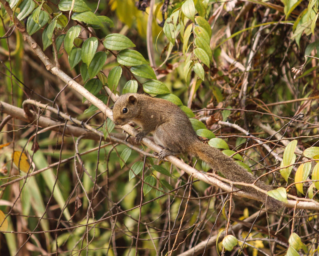 Image of Hoary-bellied Squirrel