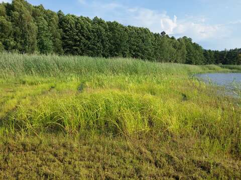 Image of Scirpus radicans Schkuhr