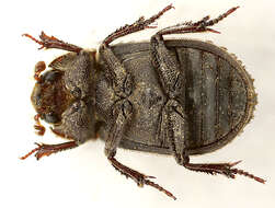 Image of Trox sabulosus (Linnaeus 1758)