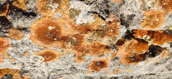 Image of orange lichen