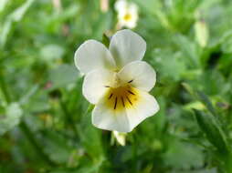 Слика од Viola arvensis Murray