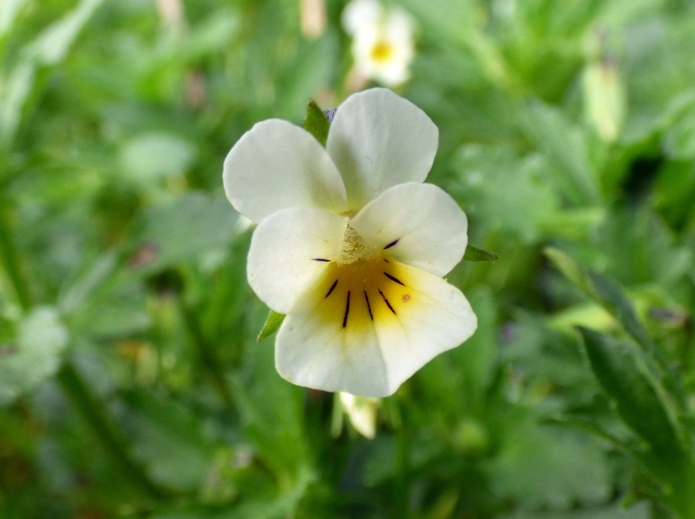 Слика од Viola arvensis Murray