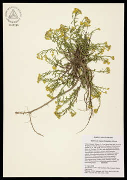 Image of snakeweed