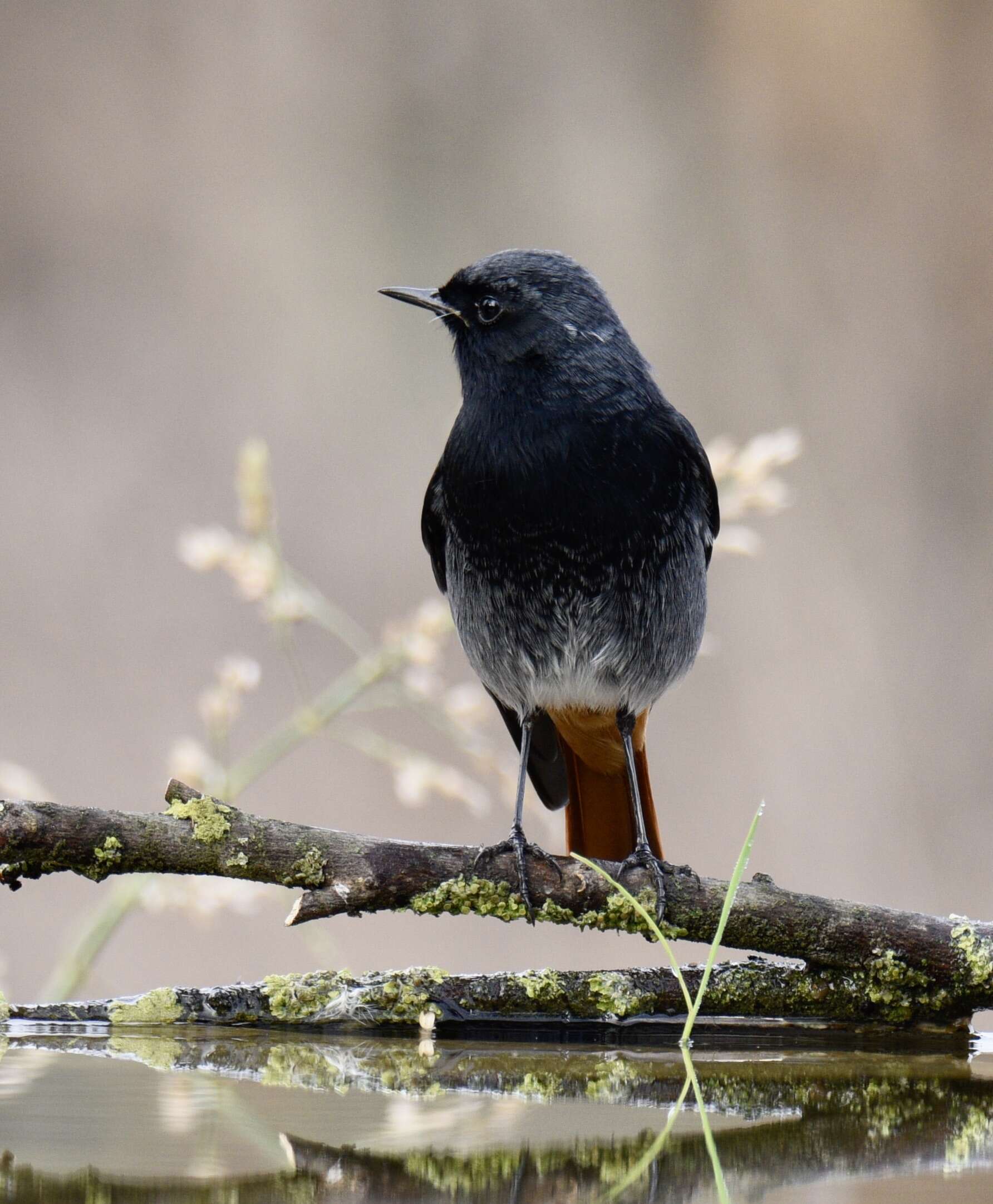 Image of Black Redstart