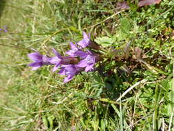 Image of chiltern gentian