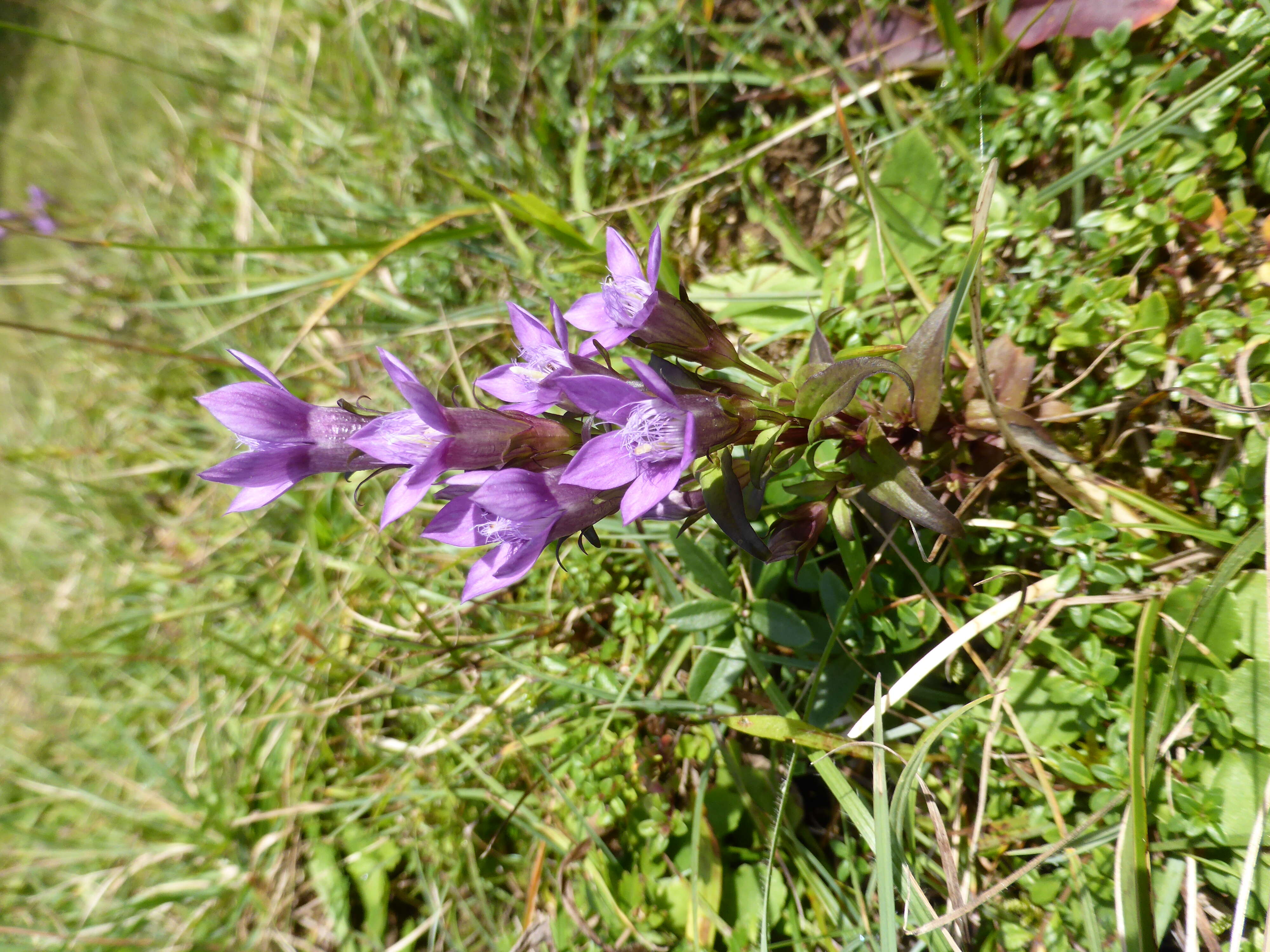 Image of chiltern gentian