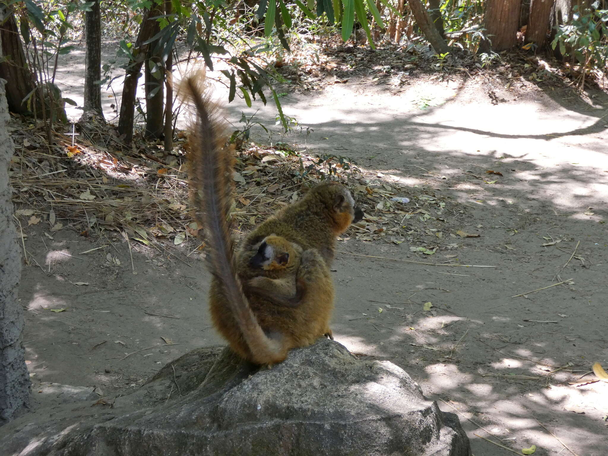 Image of Bennett's Brown Lemur