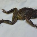 Image of Mindanao Horned Frog