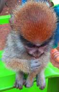 Image of Patas Monkey