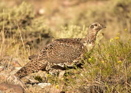 Image of Gunnison sage-grouse; greater sage-grouse